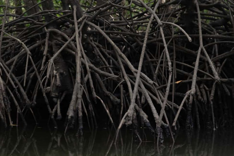 Langkawi: Kilim Geopark Mangrove Tour with Eagle Watching - Comfort, timing, and what to bring
