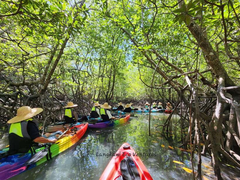 Langkawi : Kilim Mangrove Boat & Fun Kayak Tour with Lunch - Bat Cave adds a darker, more atmospheric stop