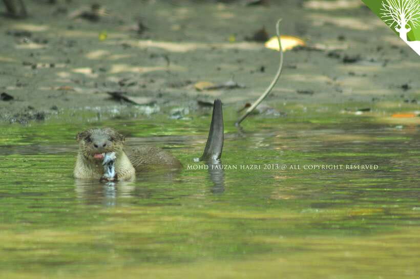 Langkawi: Kilim Mangrove Boat Tour with Lunch and Pickup - Key points at a glance