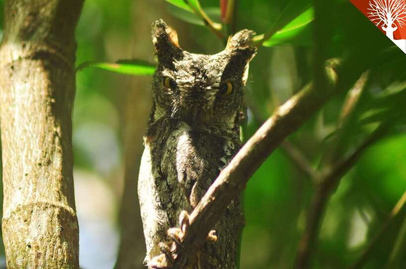 Langkawi: Kilim Mangrove Boat Tour with Lunch and Pickup - The 30-minute beach stop