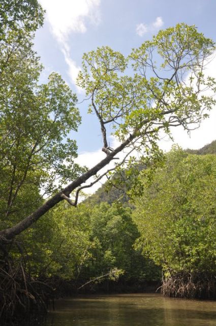 Langkawi: Kilim Mangrove Boat Tour with Lunch and Pickup - Guides are the tour’s greatest strength