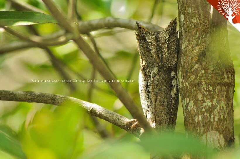 Langkawi: Kilim Mangrove Boat Tour with Lunch and Pickup - Is $47 good value for Langkawi?