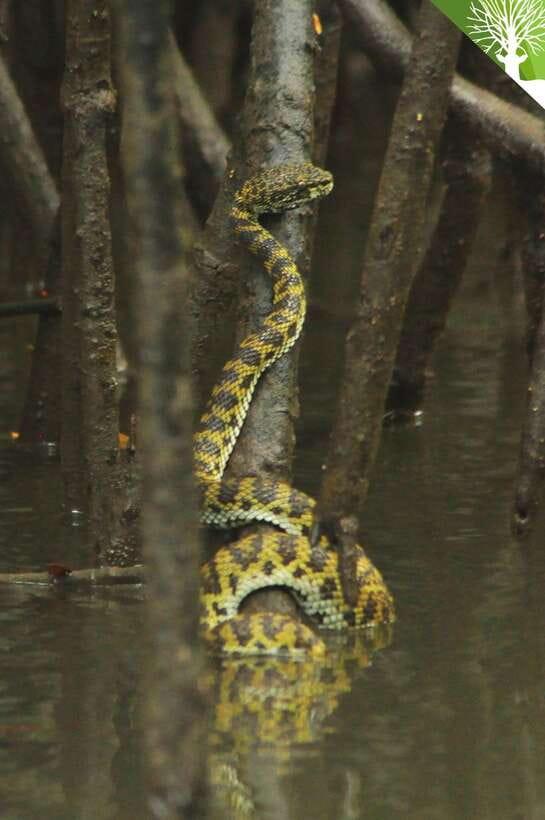 Langkawi: Kilim River Mangrove Safari Kayaking Tour - Key points before you book