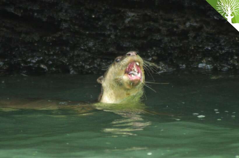 Langkawi: Kilim River Mangrove Safari Kayaking Tour - Why paddle the Kilim mangroves?