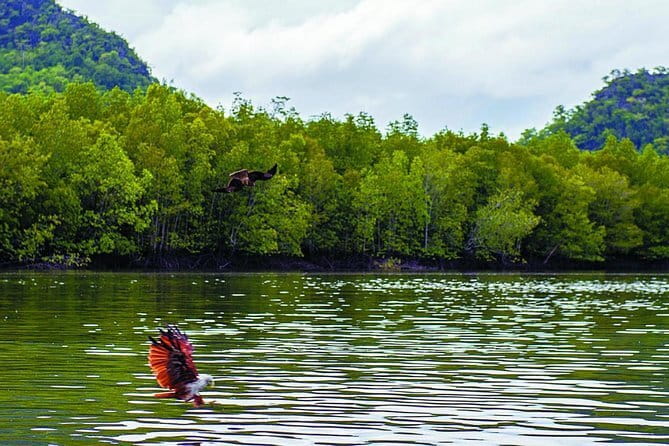 Langkawi Mangrove Kilim UNESCO Geopark and Cave Exploring Tour - Is USD 47 good value in Langkawi?