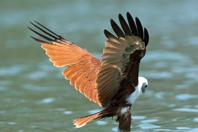 Langkawi Mangrove Kilim UNESCO Geopark and Cave Exploring Tour - Kilim Geoforest Park and the eagle feeding stop