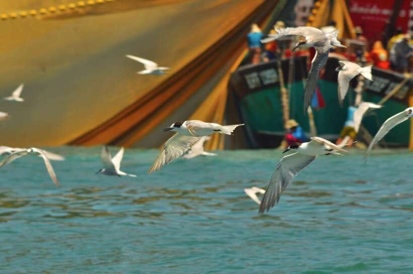 Langkawi: Mangrove Kilim UNESCO Geopark & Cave Tour - The floating fish farm and secluded cove