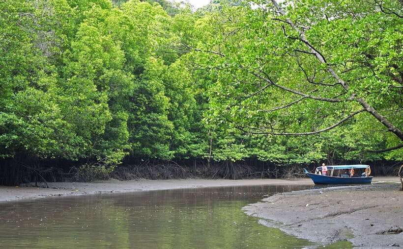 Langkawi: Mangrove Kilim UNESCO Geopark & Cave Tour - Entering the mangrove maze by boat