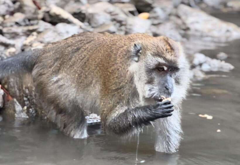 Langkawi Mangrove Monkey Package - Cruising the Kilim Geoforest Park waterways
