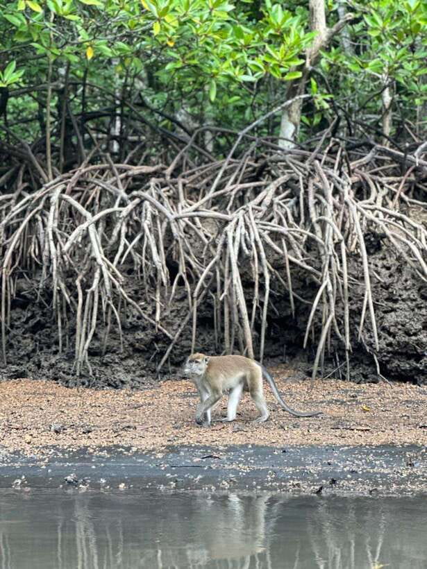 Langkawi Mangrove Monkey Package - Watching macaques swim beside the boat