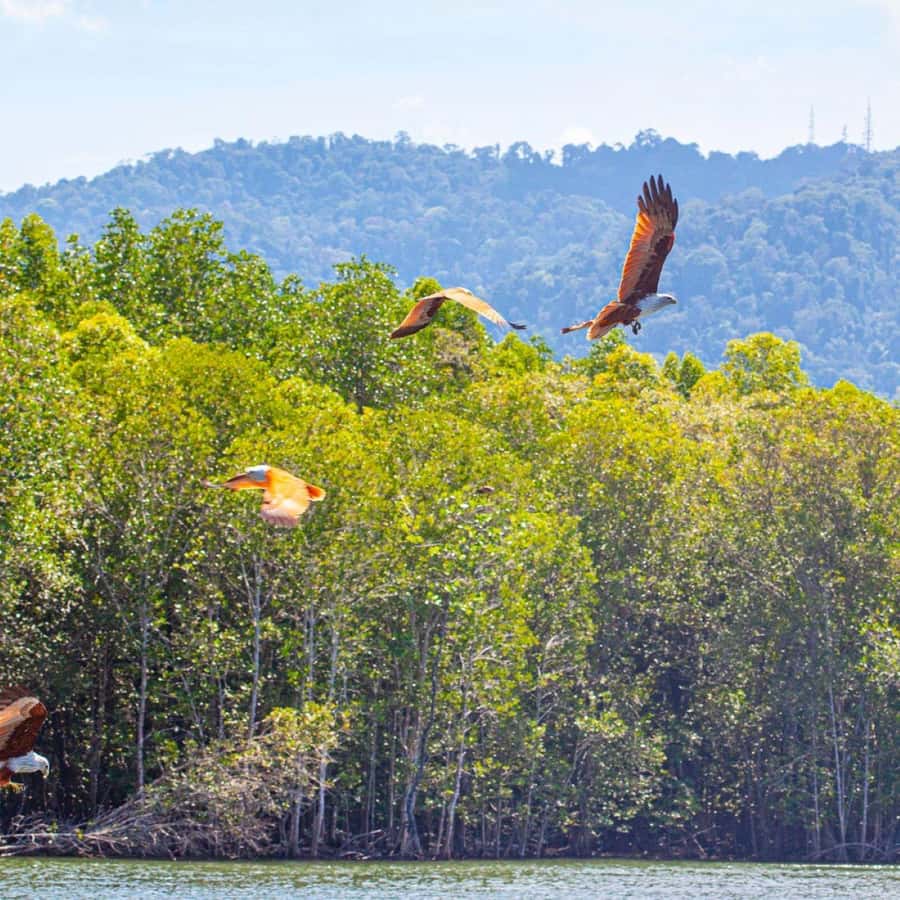 Langkawi Mangrove Tour : Estimated 3 hours Lunch Available - Beach time at Pantai Pasir Panjang