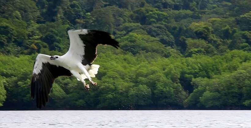 Langkawi: Mangrove Tour with Kilim Geoforest Park & Bat Cave - Gua Kelawar and the world beneath the mangroves