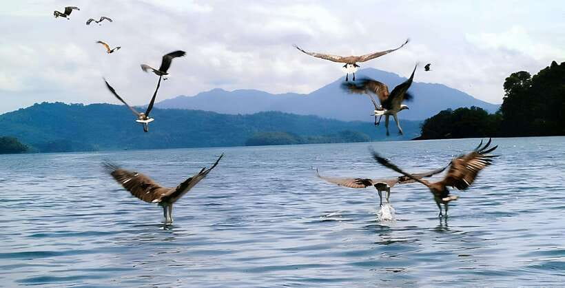 Langkawi: Mangrove Tour with Kilim Geoforest Park & Bat Cave - Eagle feeding near Kilim