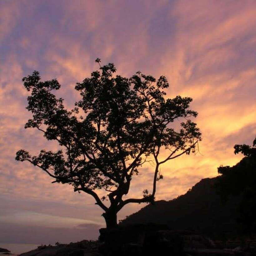 Langkawi: Nighttime Rainforest Tour with Nature Guide - Key points at a glance