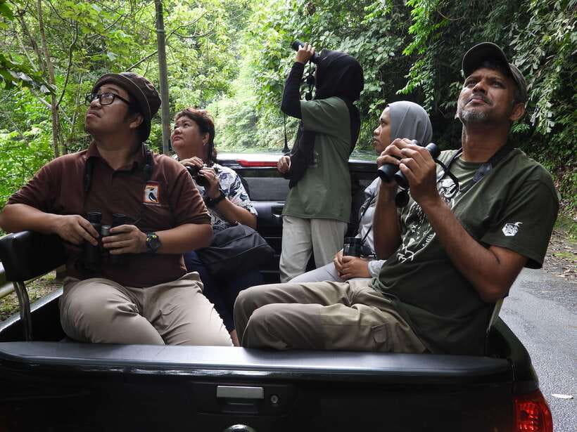Langkawi: Nighttime Rainforest Tour with Nature Guide - Birdwatching on Gunung Raya