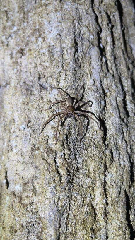 Langkawi: Nighttime Rainforest Tour with Nature Guide - Meeting at the base of Gunung Raya