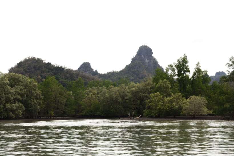 Langkawi Royal Mangrove Tour with Snorkeling Package - Eagles, monkeys, and crocodiles along the river