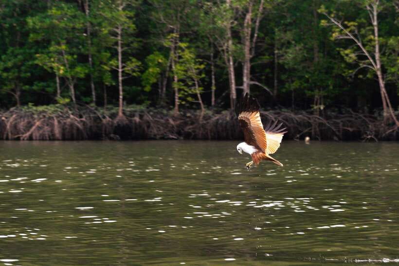 Langkawi Tanjung Rhu Mangrove Private Boat Tour 2 Hours - Why the Kilim River makes a good short outing