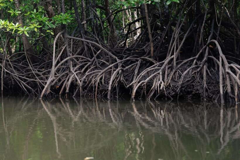 Langkawi Tanjung Rhu Mangrove Private Boat Tour 2 Hours - A floating seafood restaurant stop