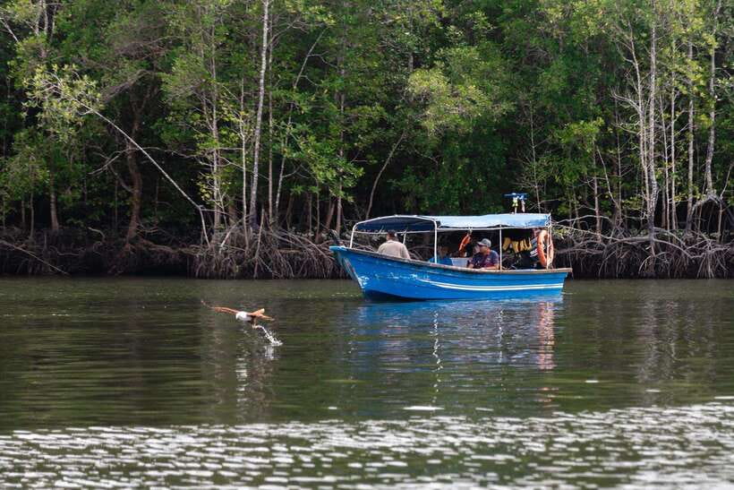 Langkawi Tanjung Rhu Mangrove Private Boat Tour 2 Hours - Mangrove channels and limestone scenery