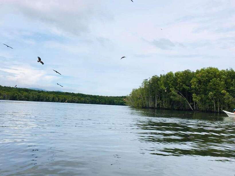 Langkawi: Tanjung Rhu Mangrove Speedboat Tour - Sea eagles above the Andaman Sea