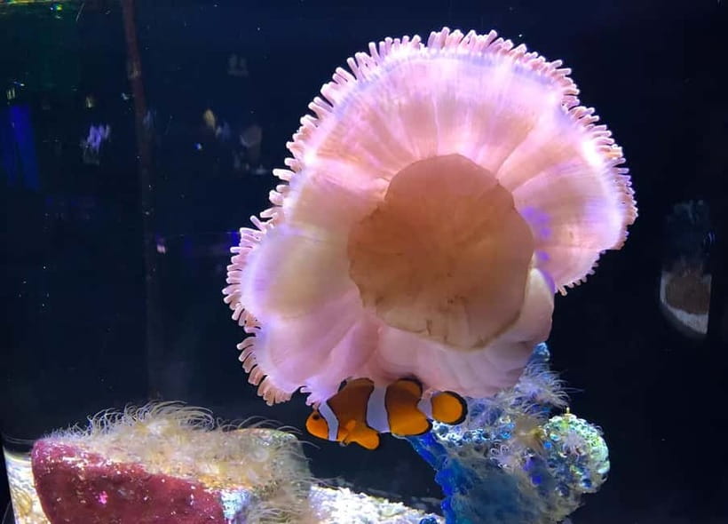 Langkawi: Underwater World Langkawi Entry Ticket - Key things to know before you go