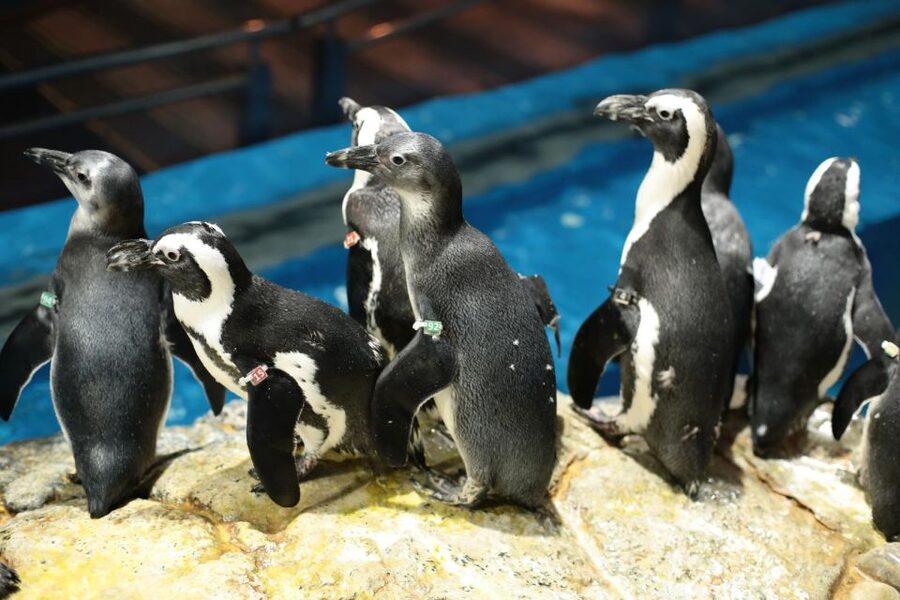 Langkawi: Underwater World Langkawi Entry Ticket - Meet African and Rockhopper penguins
