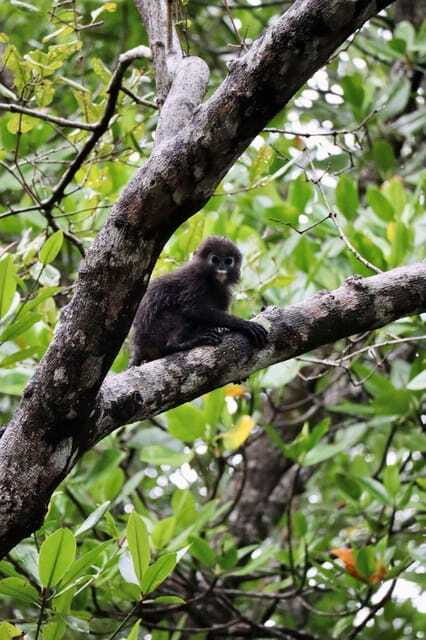 Langkawi: UNESCO Global Geopark Mangrove Cruise - FAQ