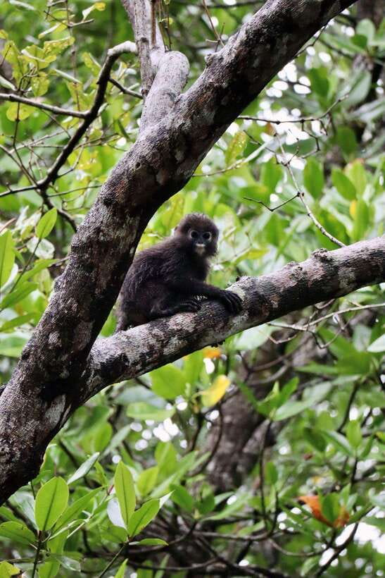 Langkawi: UNESCO Global Geopark Mangrove Cruise - Wildlife sightings without the circus