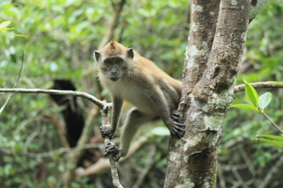 Langkawi: UNESCO Global Geopark Mangrove Cruise - The 30-minute guided stop