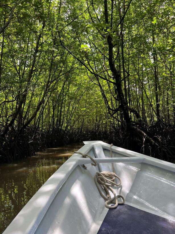 Langkawi: UNESCO Global Geopark Mangrove Cruise - Two hours through the mangrove maze