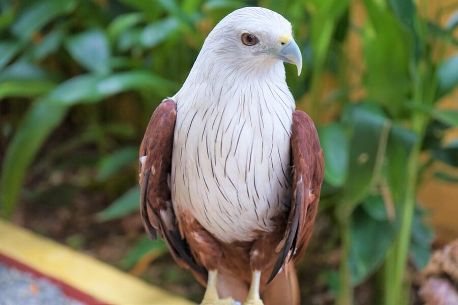 Langkawi: Wildlife Park Admission Ticket - What makes Langkawi Wildlife Park different
