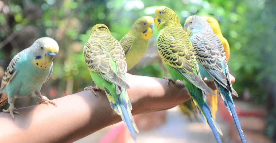 Langkawi: Wildlife Park Admission Ticket - Tropical gardens and gentle animal encounters