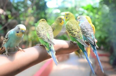 Wildlife Park Admission Ticket