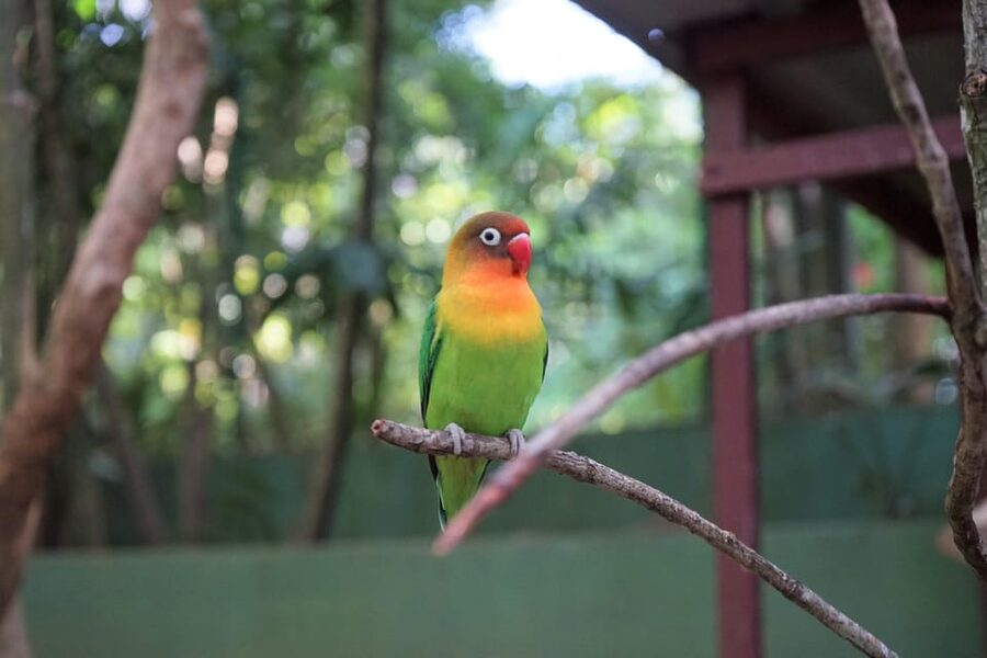 Langkawi: Wildlife Park Admission Ticket - The aviary, parrots, and hornbills