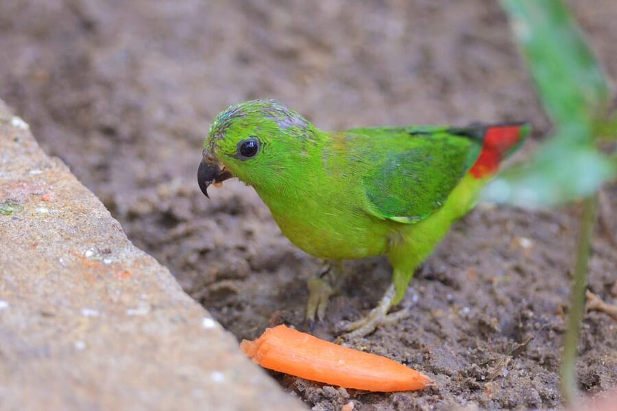 Langkawi: Wildlife Park Admission Ticket - How to plan your one-day visit