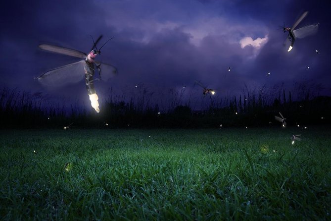Magical Fireflies Tour - Key points to know before booking