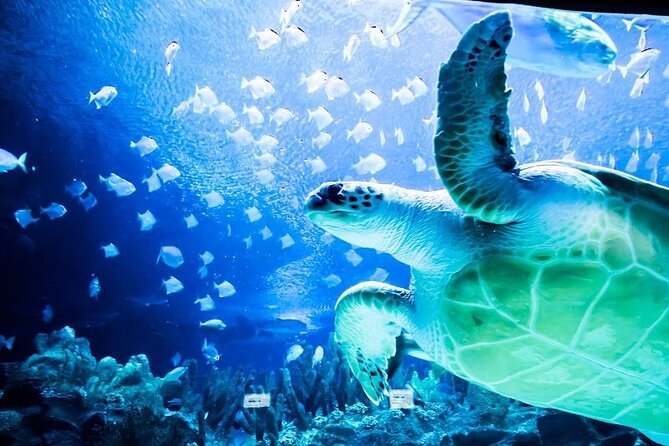 Malaysia: Aquaria KLCC Entry Ticket - The 90-meter tunnel and the biggest visual payoff