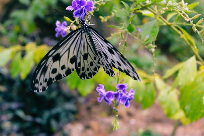 Malaysia: Discover Nature's Wonders with Entopia Entry Ticket - Nature talks and scheduled activities