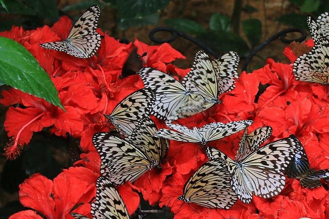 Malaysia: Discover Nature's Wonders with Entopia Entry Ticket - How long to stay, and how to plan the day
