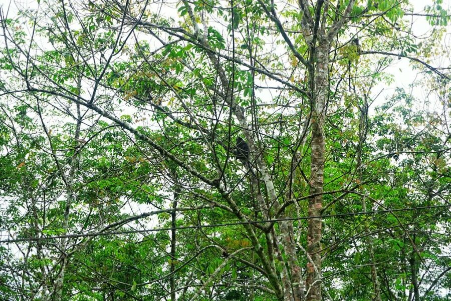 Malaysia: Gunung Panti Forest Reserve Guided Nature Tour - Key points to know before you go