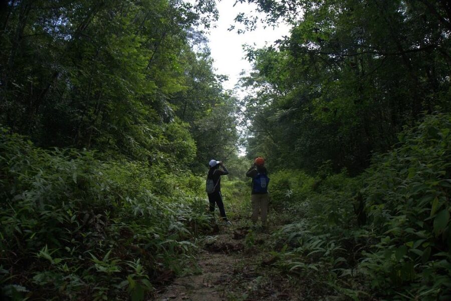Malaysia: Gunung Panti Forest Reserve Guided Nature Tour - Starting before sunrise at Desaru Coast