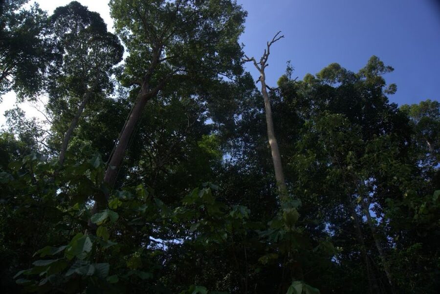 Malaysia: Gunung Panti Forest Reserve Guided Nature Tour - Taking the slow road for 14 kilometres