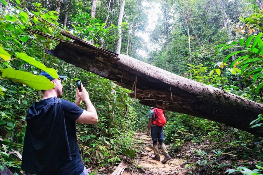 Malaysia: Gunung Panti Forest Reserve Guided Nature Tour - Walking the quiet jungle trail