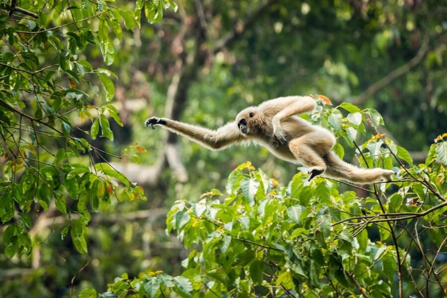Malaysia: Gunung Panti Forest Reserve Guided Nature Tour - FAQ