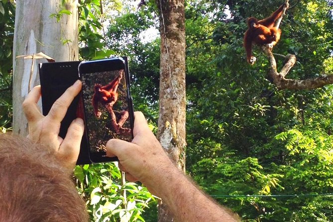 Marvellous Creature Orangutan : Sarawak Semenggoh Wildlife Centre Tour - Who will get the most from this tour