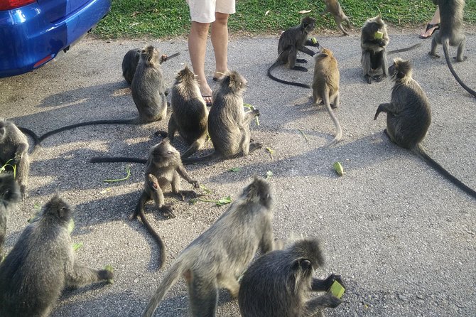 Monkey Hill, Eagle &Firefly Tour+Free Batu Caves Visit.(Per Car) - Who will enjoy this outing most