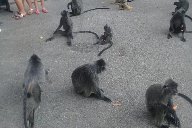 Monkey Hill, Eagle &Firefly Tour+Free Batu Caves Visit.(Per Car) - Bukit Melawati and the silvered-leaf monkeys