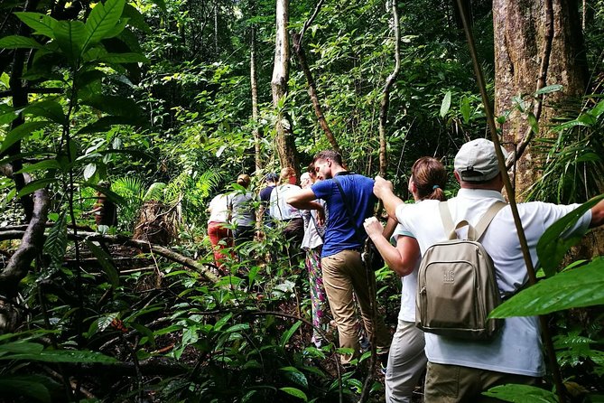 Morning Rainforest Walking from Langkawi - Starting at JungleWalla on Jalan Datai