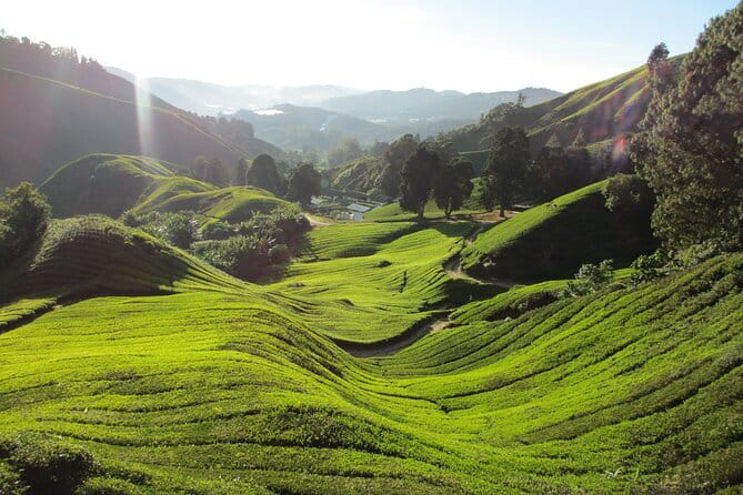 Mossy Forest in Brinchang Tour - What to wear and carry